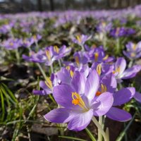 ...цветущиий.... февраль!! :: Галина 