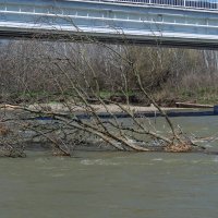 Река Кубань и деревья :: Игорь Сикорский Река Кубань и деревья :: Игорь Сикорский