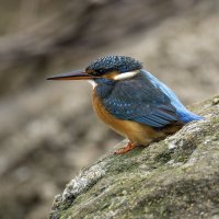 Зимородок. :: Alexander Amromin