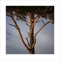 * :: Александр Иванов