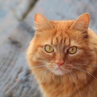 Алиса :: Andrey Bragin 