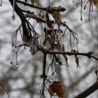 Мороз рисует свои узоры на ветвя дерева :: Мариша 