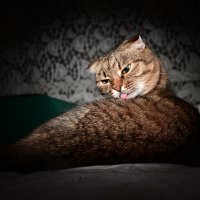 *** :: Владислав Левашов