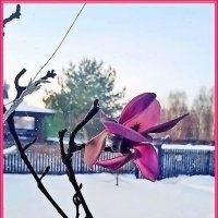 Приятный сюрприз :: Ольга Довженко