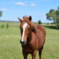 **** :: Виктор 