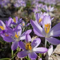 A воздух ожиданьем пьян..... :: Галина 