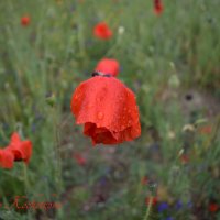 Природа Крыма :: Amazing Cosmea