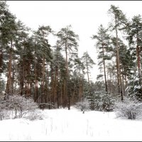 Тишина зимнего леса. :: Егор Бабанов