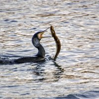 Мы сегодня рыбку поймали :: Андроник Александр Мы сегодня рыбку поймали :: Андроник Александр