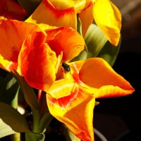 Вот и мухи проснулись в феврале :: Юрий. Шмаков