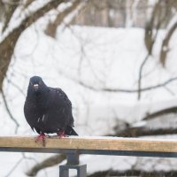 ***** :: юрий поляков