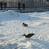 Парочка :: Наталья Герасимова Парочка :: Наталья Герасимова