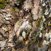 Обыкновенная пищуха ищет пропитание в коре :: Дарья Меркулова