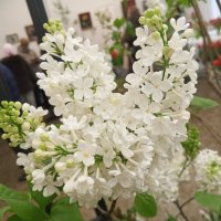 Сирень :: Сапсан 