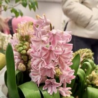 Гиацинт :: Сапсан Гиацинт :: Сапсан