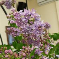 Сирень :: Сапсан 