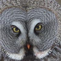 Post murem occidere :: Maxim Lanin