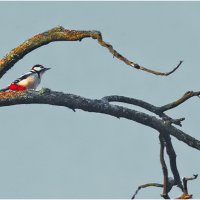 Смотрящий :: Валентин Котляров