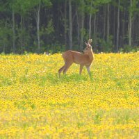 На цветущем лугу :: Михаил Белоусов