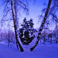 Ёлочки в объятьях :: Людмила Смородинская