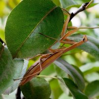 походкою неспешной... :: Aleksandr . походкою неспешной... :: Aleksandr .