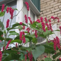 цветёт осенью :: Елена Шаламова