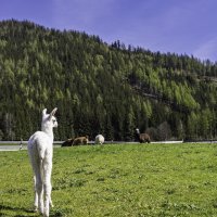 Альпака на одной из ферм в Австрии :: Игорь Сикорский