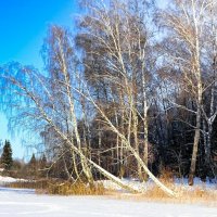 Зима в феврале. :: Милешкин Владимир Алексеевич 