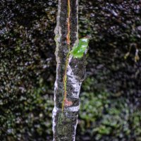 Растёт "во льду" !!!! :: Георгий А