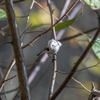 ополовник. :: юрий макаров ополовник. :: юрий макаров