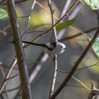 ополовник. :: юрий макаров