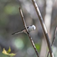 ополовник. :: юрий макаров