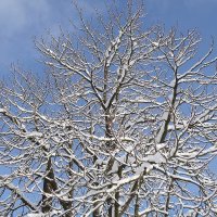 Снег, снежок... :: Рита Симонова