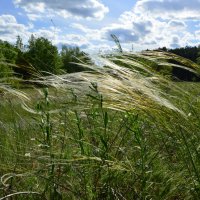 Ковыль! :: Виктор 