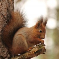 ...вкусный орешек...))) :: Александр Герасенков