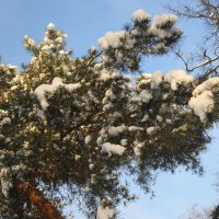 Снег на ветвях сосны :: Дмитрий Никитин