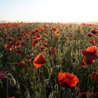 Природа Крыма :: Amazing Cosmea Природа Крыма :: Amazing Cosmea