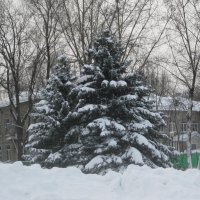 Снег упал на ветки елей :: Дмитрий Никитин Снег упал на ветки елей :: Дмитрий Никитин