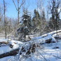 после бури. :: ИННА ПОРОХОВА