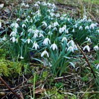 Полянка. :: Lucy Schneider 