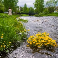 Цветение калужницы болотной в русле реки Чибъю. Парк КиО, Ухта :: Николай Зиновьев