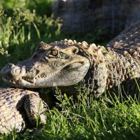 это не зоопарк :: Олег Лукьянов это не зоопарк :: Олег Лукьянов