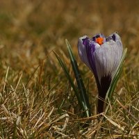Скоро Весна... :: Николай Саржанов Скоро Весна... :: Николай Саржанов