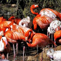 Moscow Zoo :: Vlad Dega aka Sashka Х