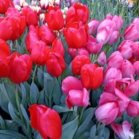 Репетиция весны :: Татьяна Тюменка Репетиция весны :: Татьяна Тюменка