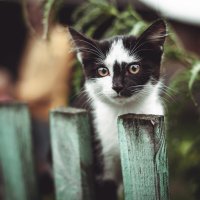 малыш :: Антон Лихач