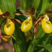 Бышмачки венерины в таежных окрестностях Ухты, аромат приятный, а вот корни пахнут специфически :: Николай Зиновьев