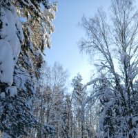 в заснеженном лесу :: Владимир в заснеженном лесу :: Владимир