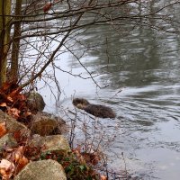 В холодных водах февраля :: Юрий. Шмаков