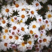 Осенние хризантемы. :: Лилия *